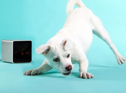 10 gadgets inteligentes para animais de estimação