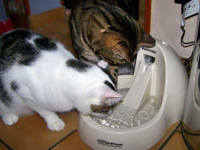 Все для наших питомцев 7