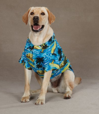 Все для наших питомцев 11