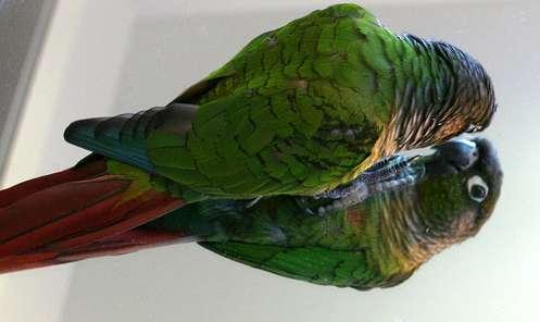 Языковая школа для птиц OurPets Mirror Mate - Блог Бандерольки, рис. 1 гаджеты для домашних животных 3