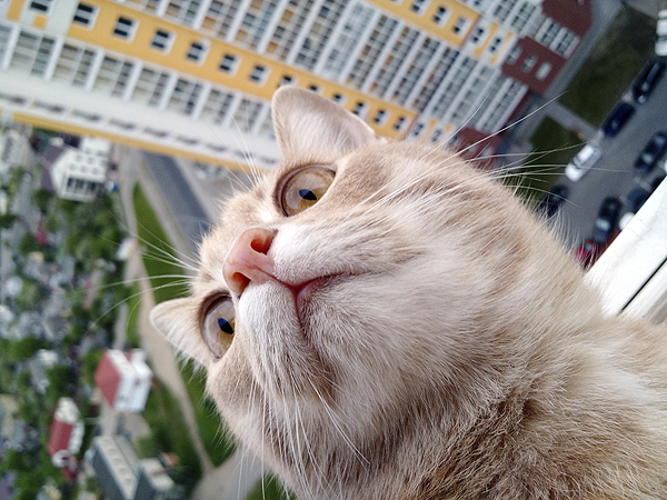 Кот-шопоголик - радость в семье!