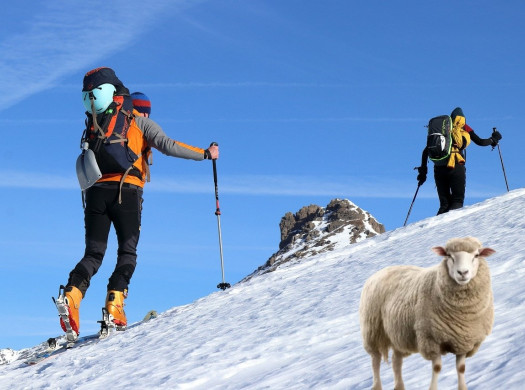 Merino Wool – земной материал с космическими свойствами